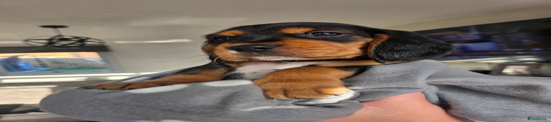 Orange collar