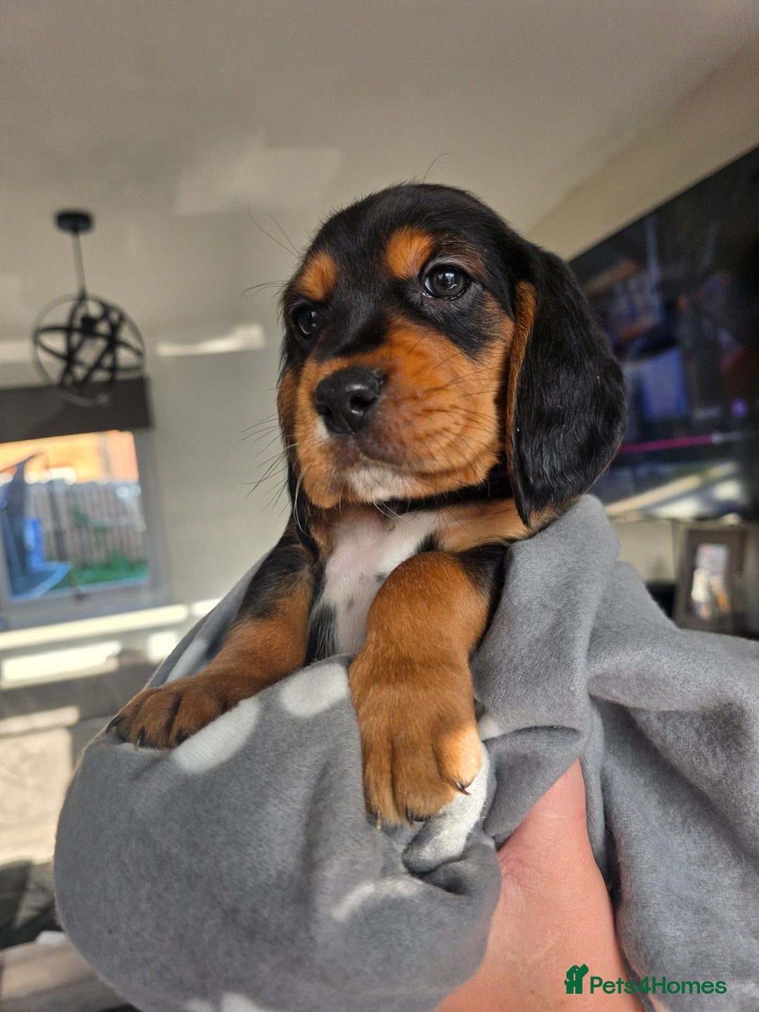 Bocker dogs for sale: 7x Bocker pups (born 22/06/2025) - Image 28