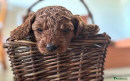 Cockapoo dogs for sale: Gorgeous Cockerpoo Puppies - Image 4