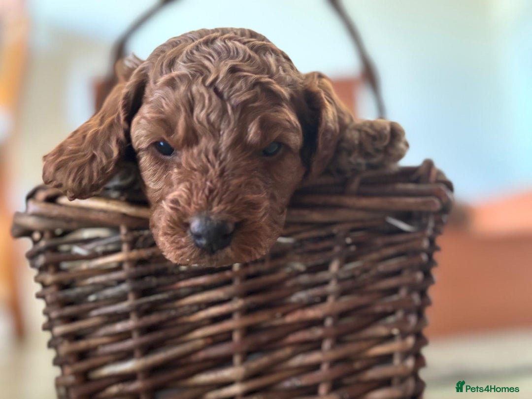 Cockapoo dogs for sale: Gorgeous Cockerpoo Puppies - Image 4