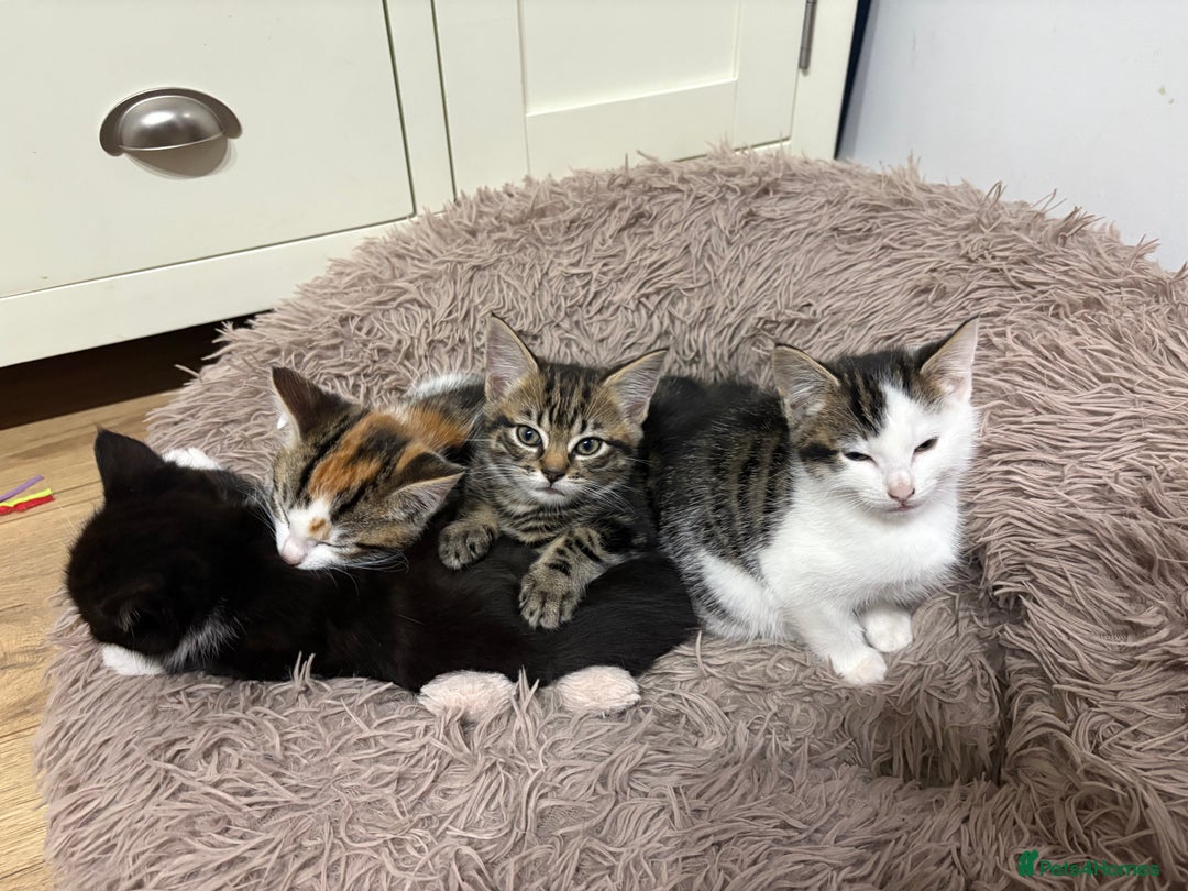 Mixed Breed cats for sale: Beautiful little kittens  - Advert 1