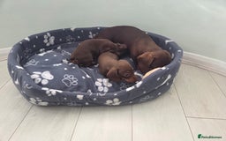 Miniature Dachshund dogs for sale: Mini Davies for sale - Image 7