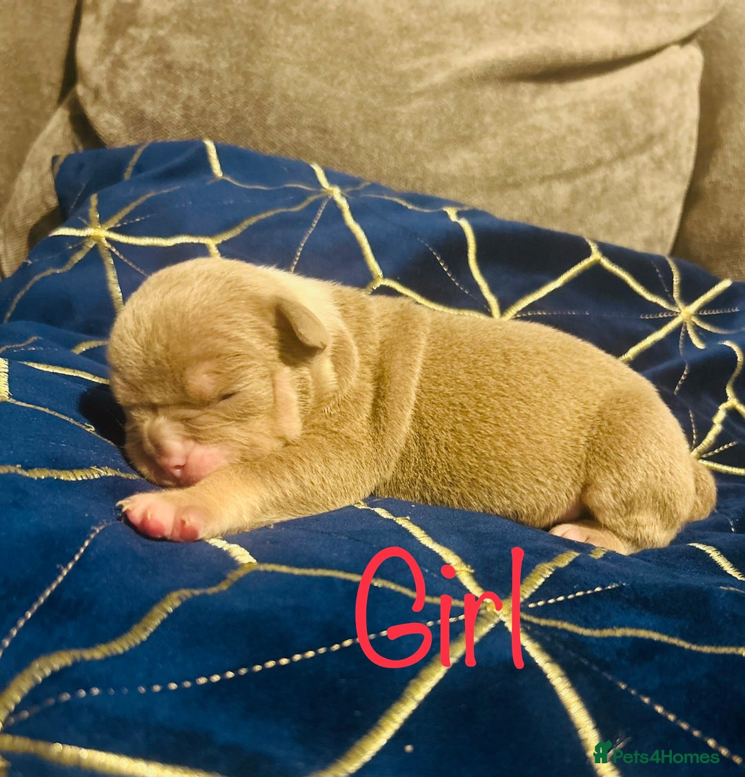 Olde English Bulldogge dogs for sale: Olde English bulldogges - Advert 9