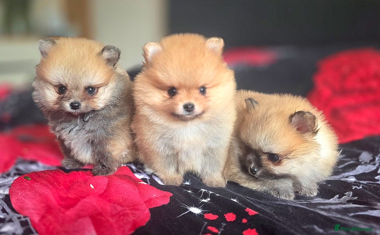 Pomeranian dogs - Advert 1