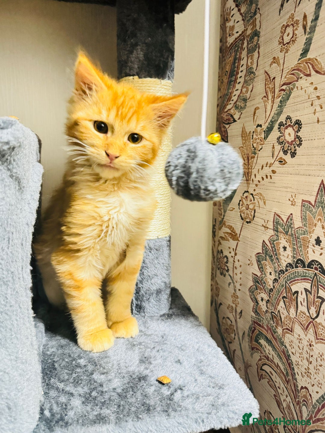 Maine Coon cats for sale: Main coon kittens - Advert 8