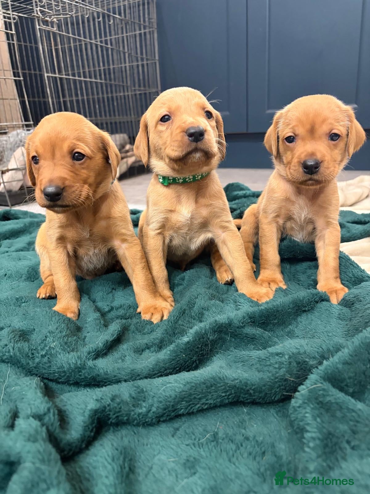 Labrador Retriever dogs Stunning fox red Labrador pups - Advert 1