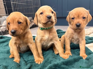 Labrador Retriever dogs Stunning fox red Labrador pups - Advert 1