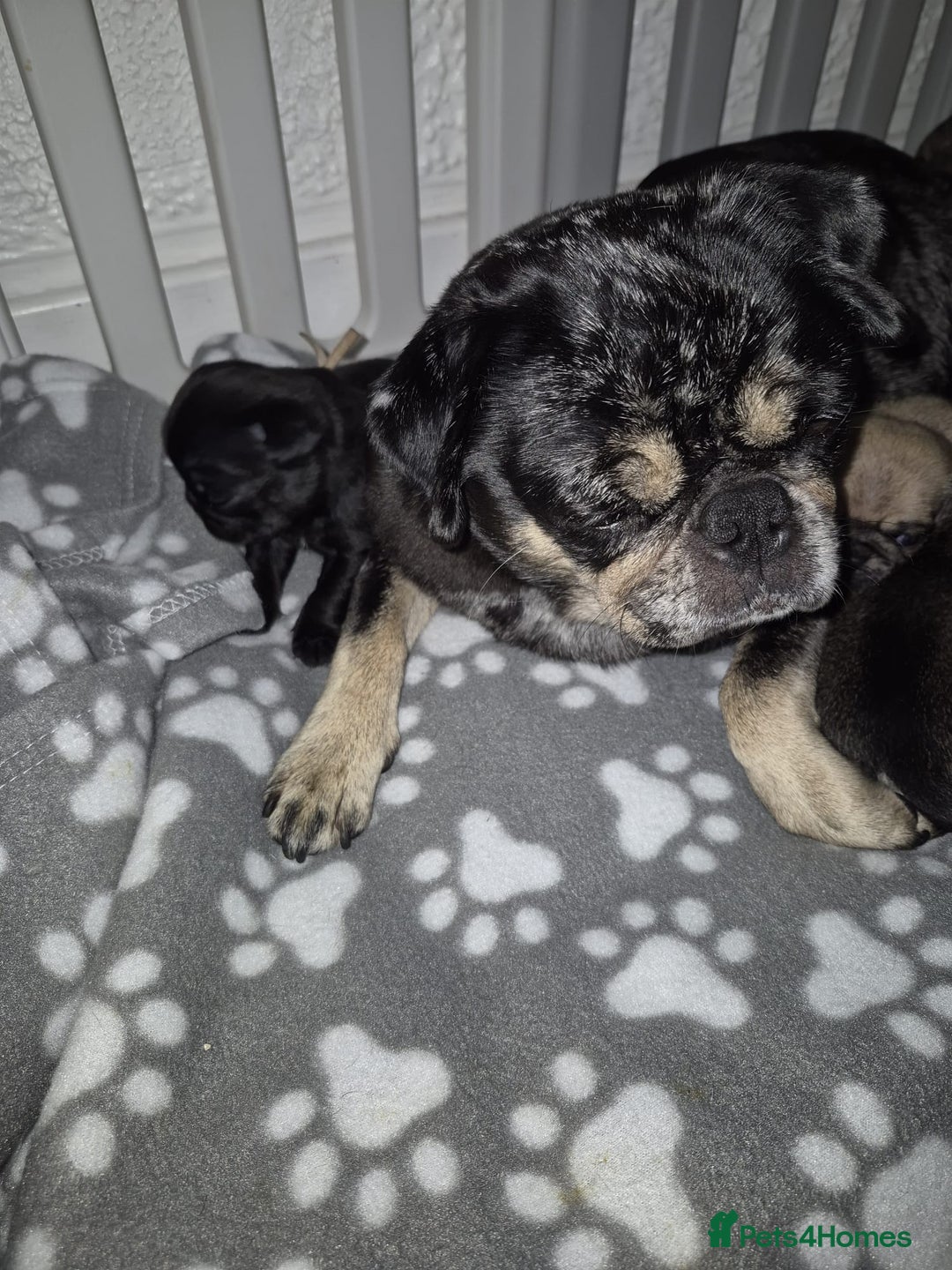 Pug dogs for sale: Pug puppies 🐶  - Image 22