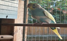Budgerigars birds for sale: Budgies/Zebra Finches/Diamond Dove - Image 3