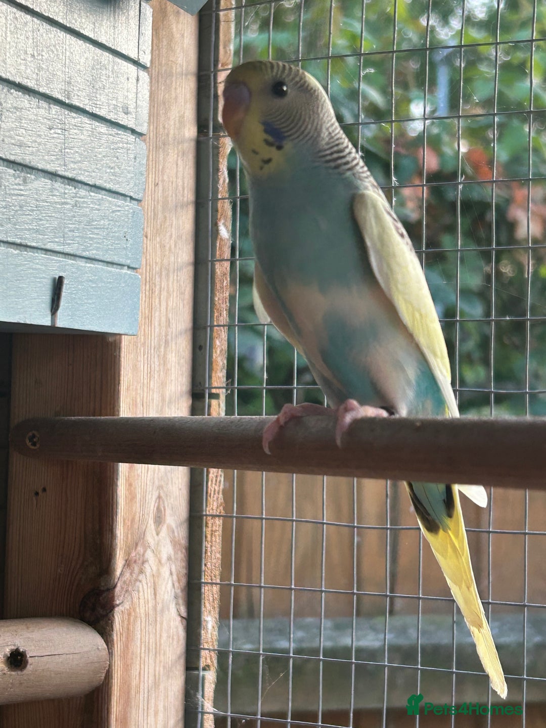 Budgerigars birds for sale: Budgies/Zebra Finches/Diamond Dove - Image 3