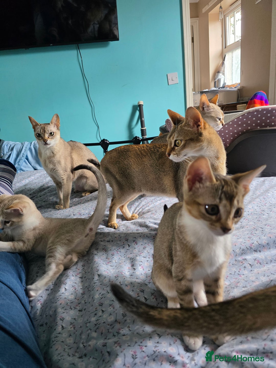 Singapura cats for sale: Accidental Singapura x Abyssinian x Moggie in Lowestoft - Image 18