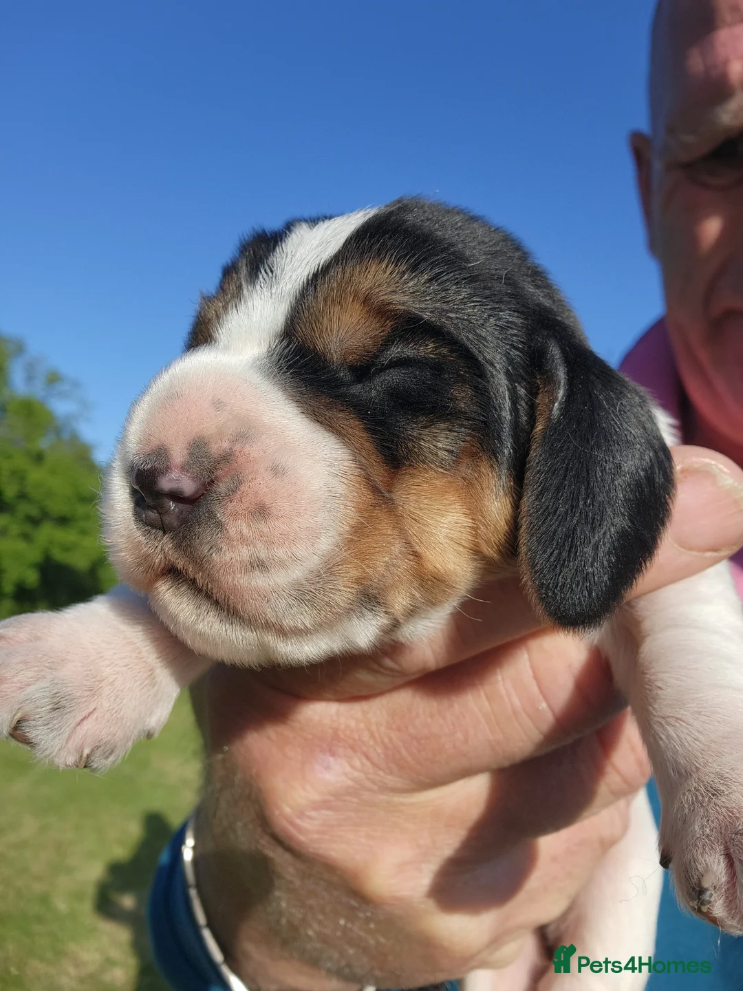 Basset Griffon Vendeen dogs for sale: Griffon grand bassets  - Advert 8