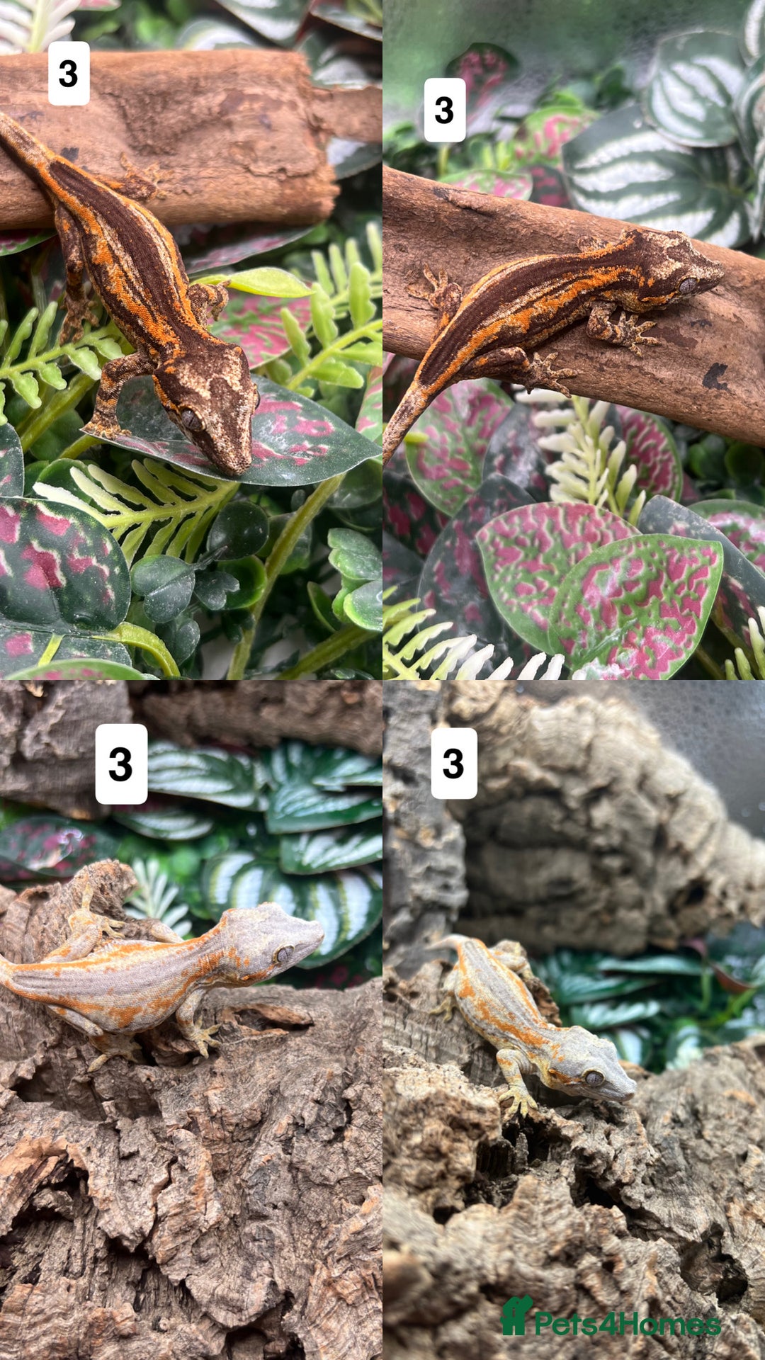 Gecko reptiles for sale: Leopard, gargoyle, crested geckos - Advert 3