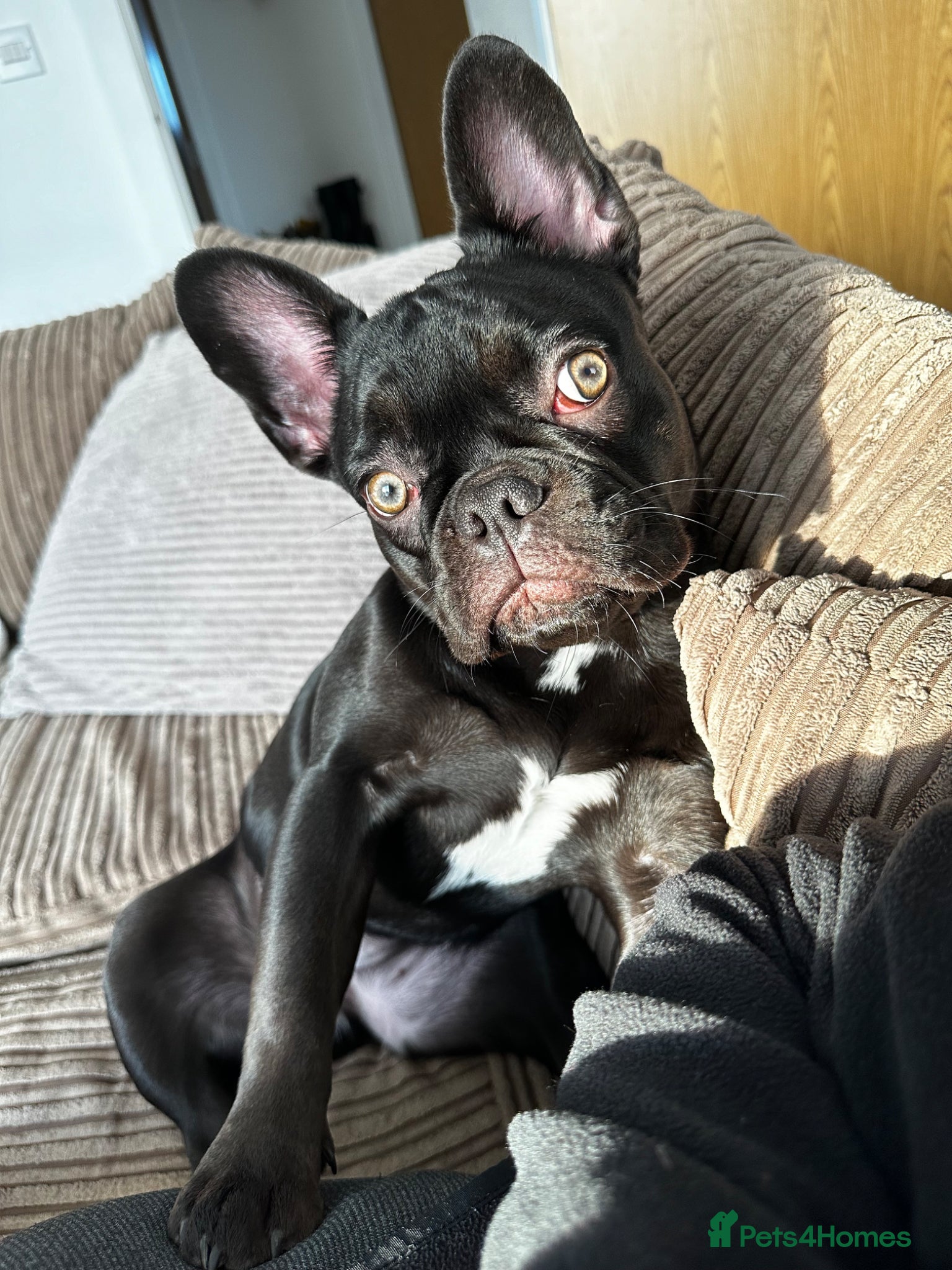 French Bulldog dogs French Bulldog- Nora - Advert 14