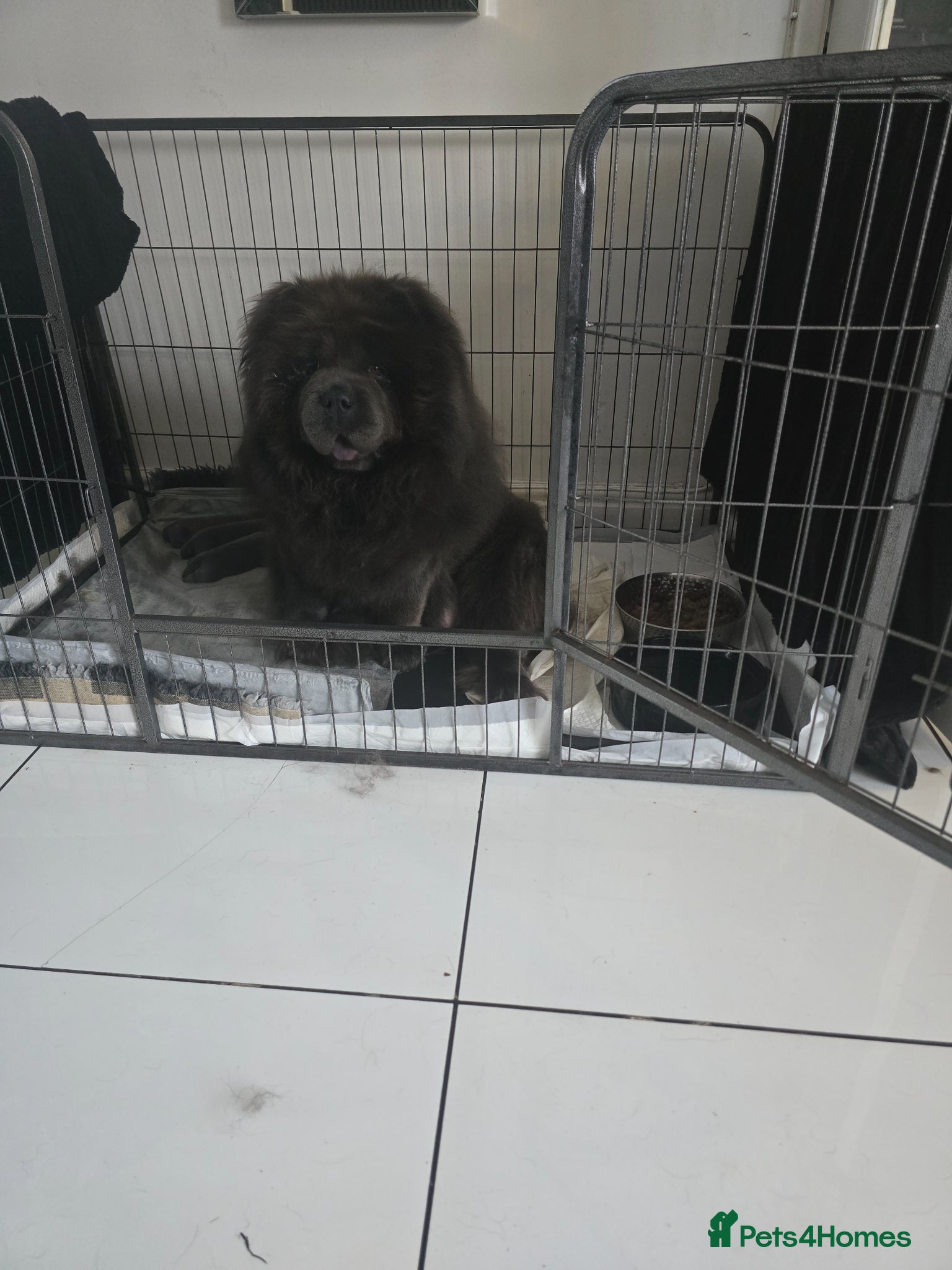 Chow Chow dogs Ready to leave now  - Advert 5