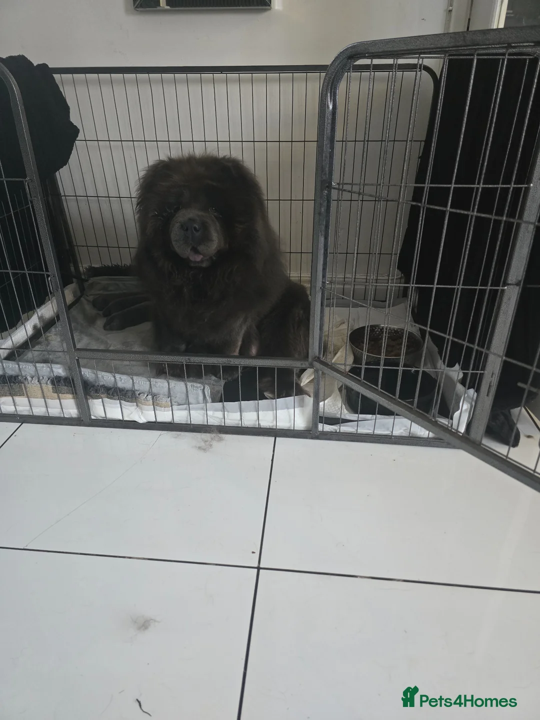 Chow Chow dogs for sale: Ready to leave now  - Advert 1