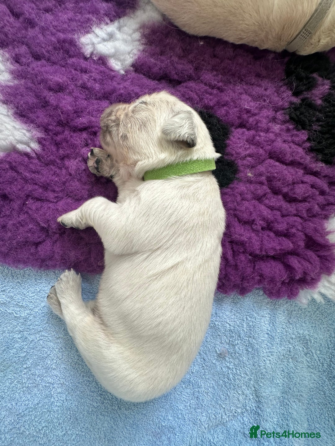 Golden Retriever dogs for sale: Golden Retriever Puppies for sale - Image 13