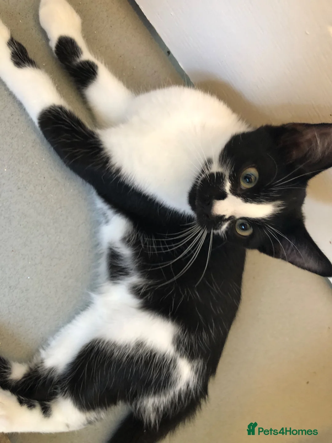 Mixed Breed cats for sale: Kittens needing homes in Malvern - Advert 6