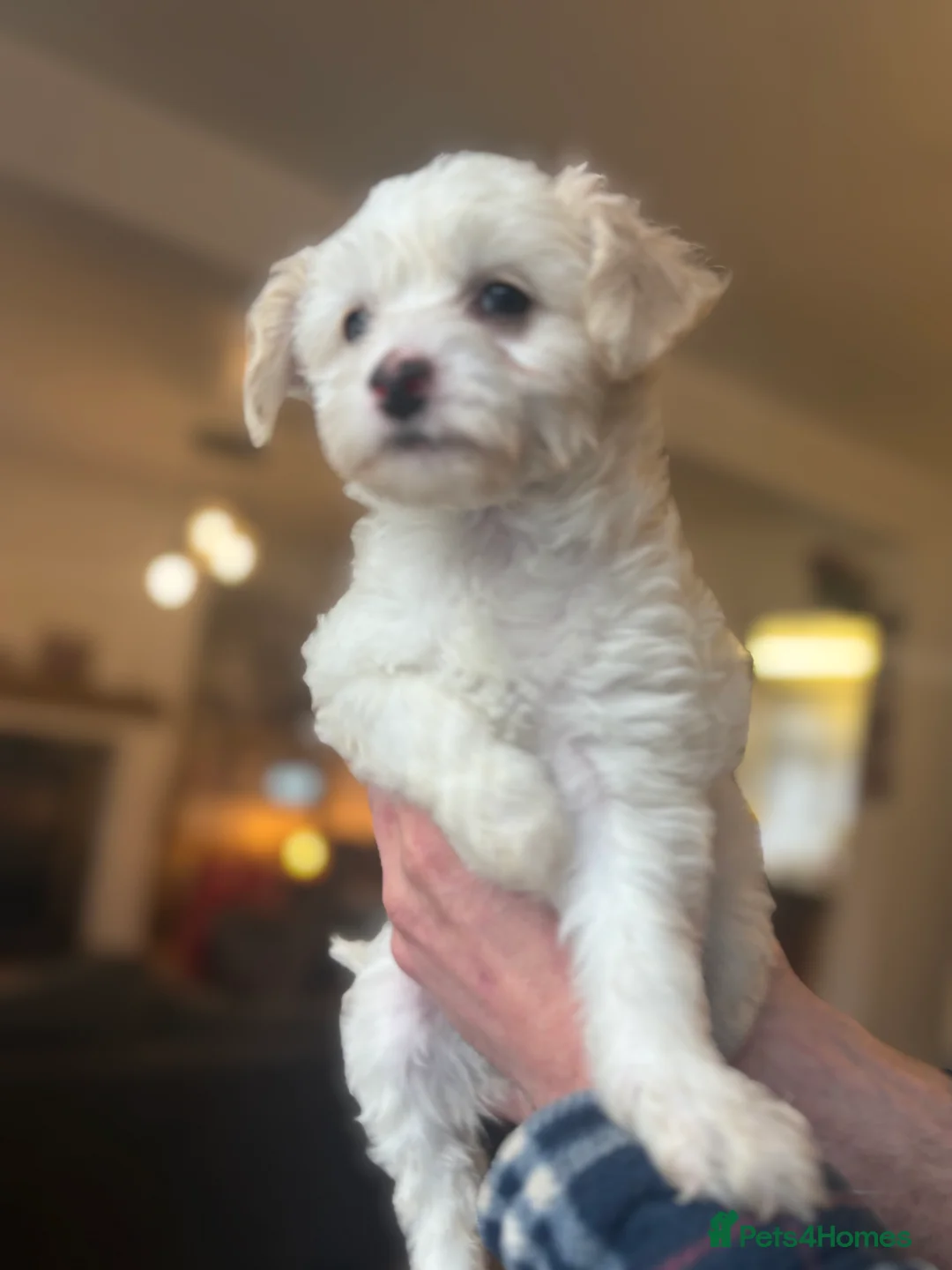 Chinese Crested dogs for sale: 🐾  Chinese Crested Puppies   - Advert 7