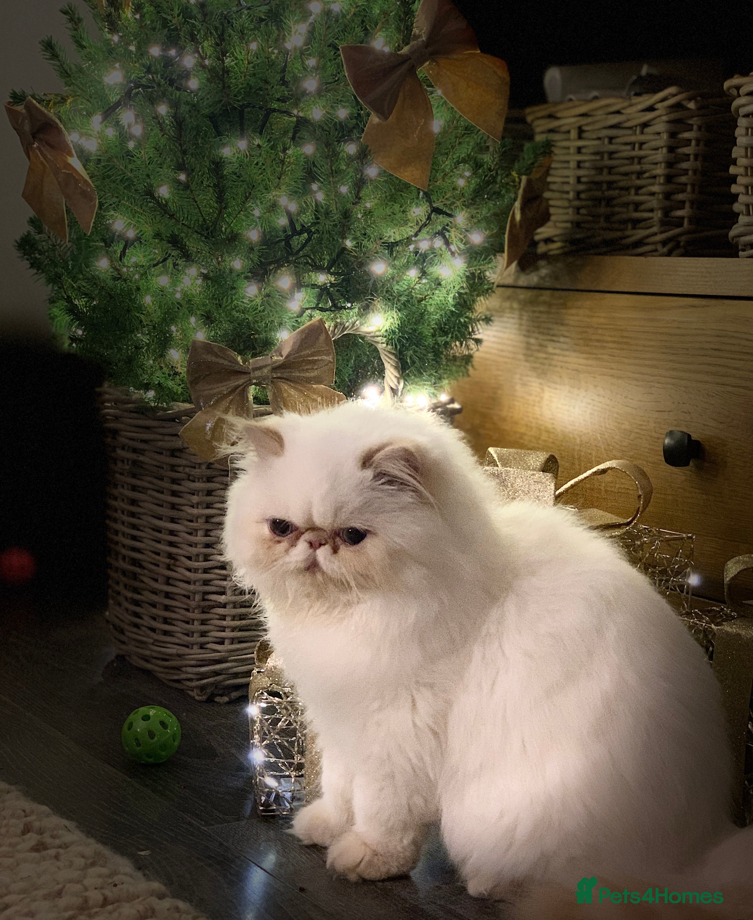 Persian cats Persian long and thick hair 5mo boy  - Advert 1