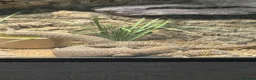 Monitor reptiles for sale: Ackie monitor believed 1.1 pair.  - Advert 2