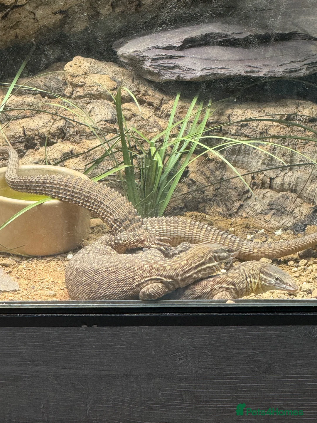 Monitor reptiles for sale: Ackie monitor believed 1.1 pair.  - Advert 2