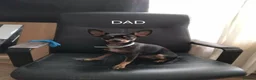 Miniature Pinscher dogs for sale: For Sale  - Advert 2
