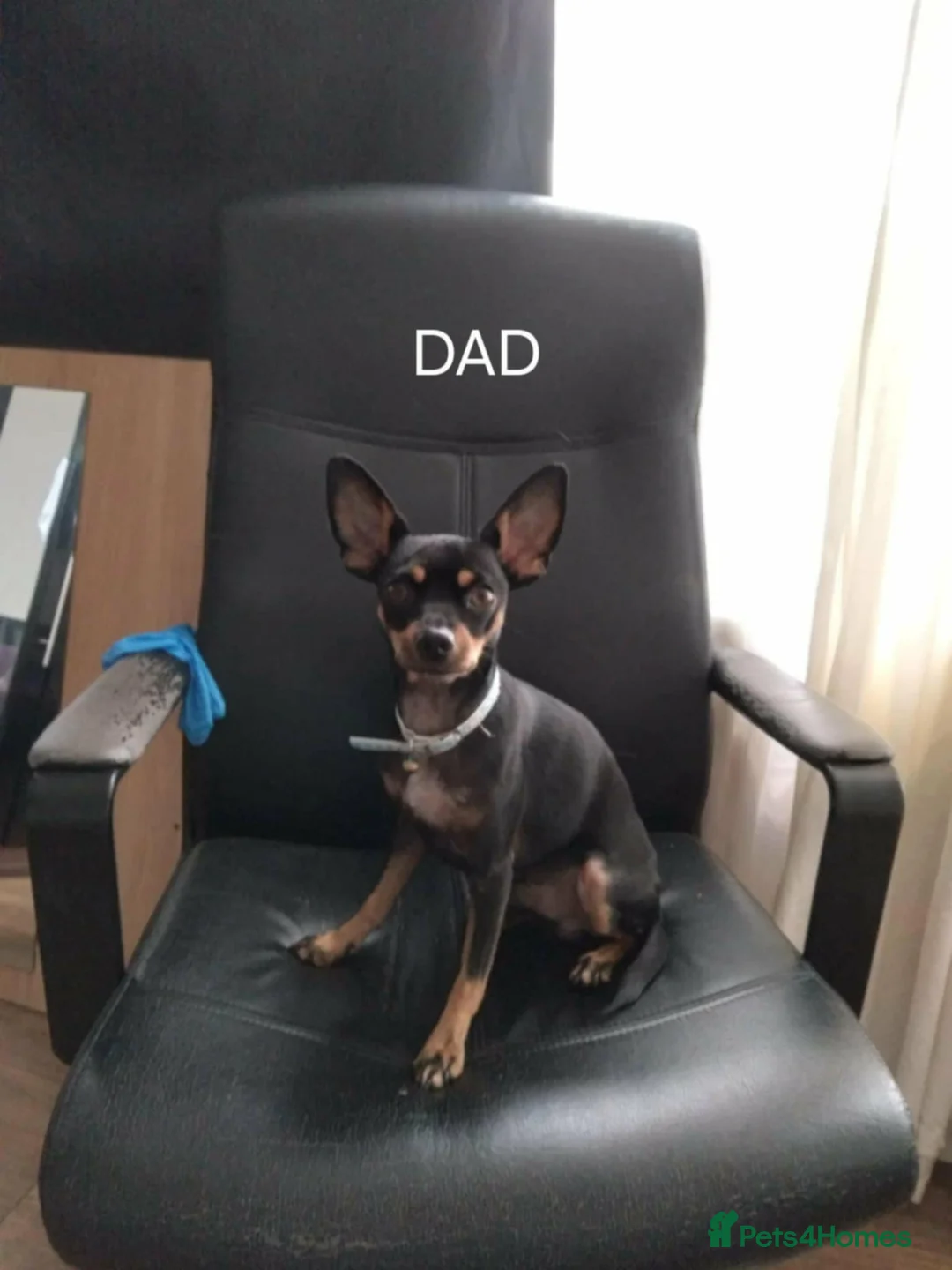 Miniature Pinscher dogs for sale: For Sale  - Advert 2