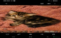 Domestic Shorthair cats for sale: Bengal cross kittens longhaired and shorthaired - Image 10