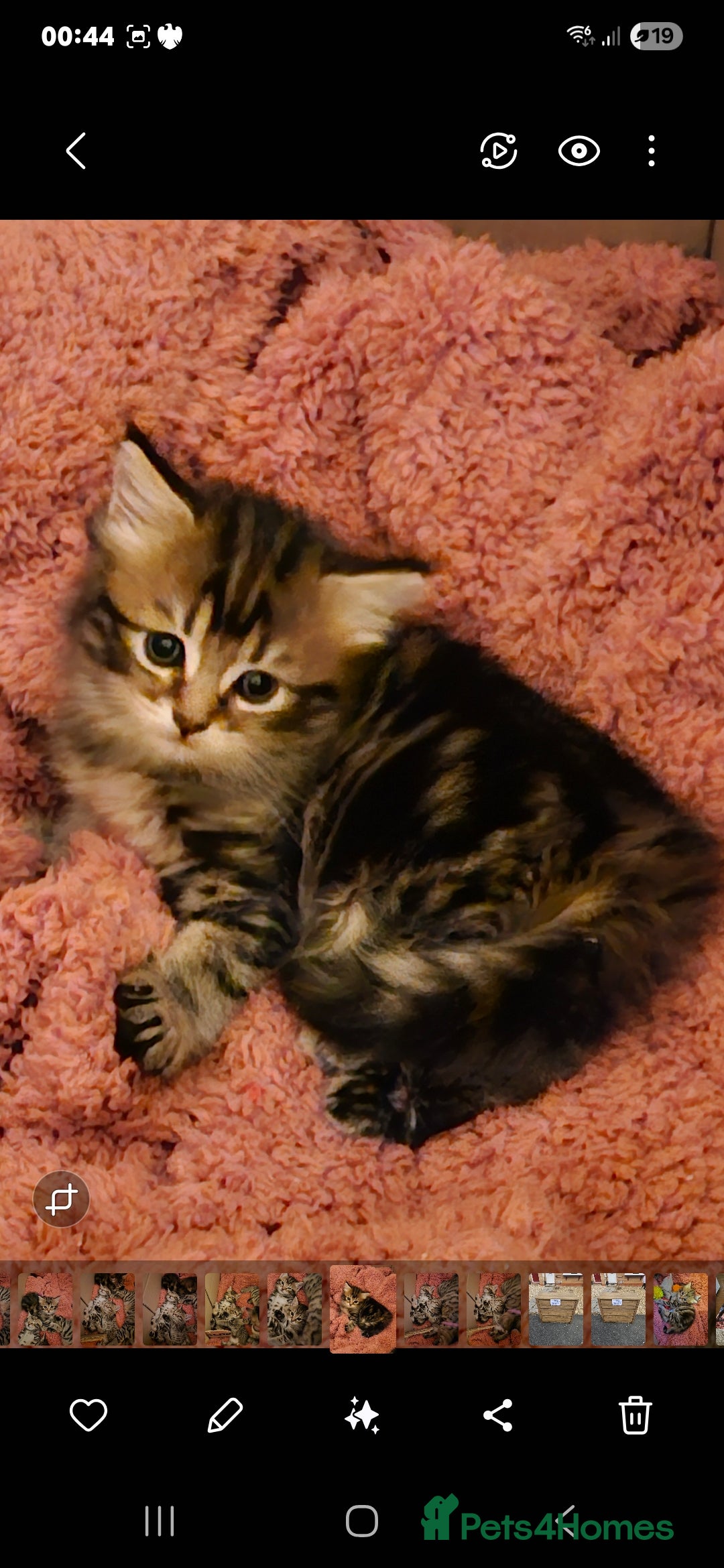 Domestic Shorthair cats for sale: Bengal cross kittens longhaired and shorthaired - Image 10