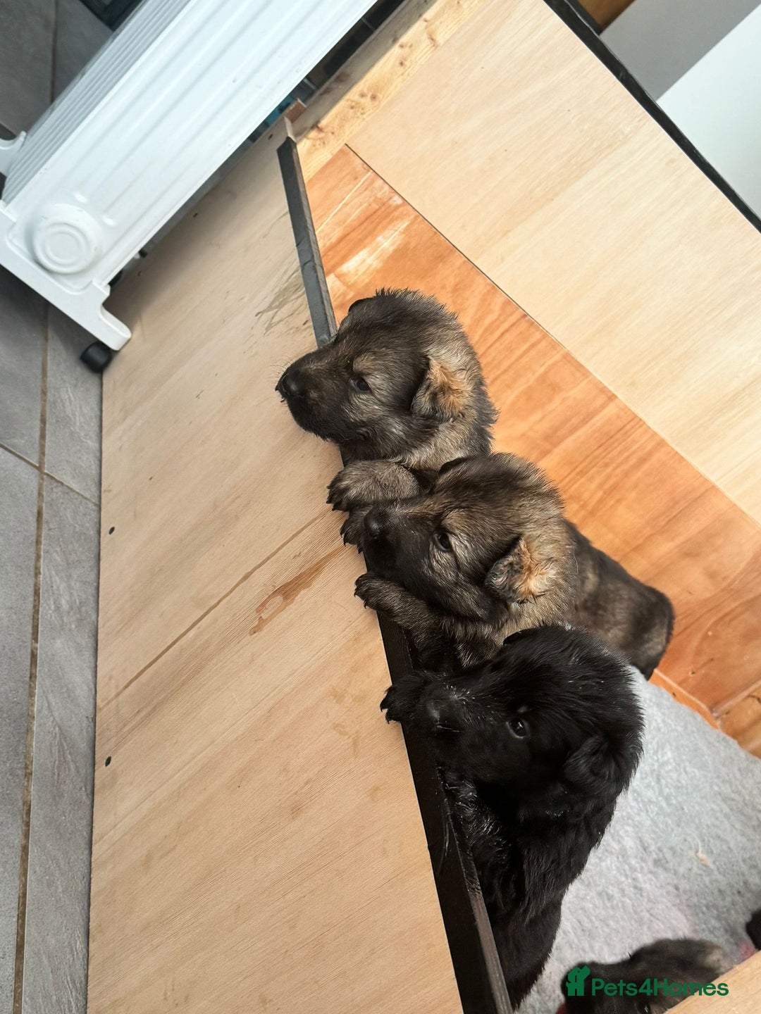 German Shepherd dogs for sale: Rockforce Long Haired German Shepherd Puppies - Advert 10