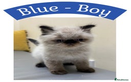Himalayan cats for sale: Himalayan Persian Kittens  - Image 8