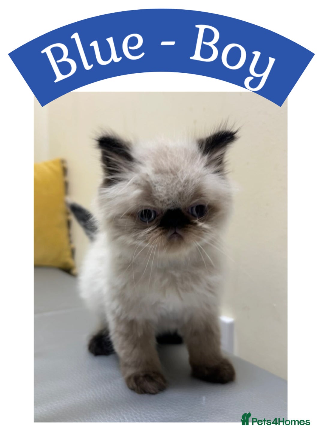 Himalayan cats for sale: Himalayan Persian Kittens  - Image 8