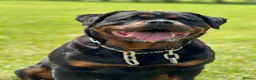 Rottweiler dogs for sale: KC German Line Rottweilers – Mother & Son Pair - Advert 4