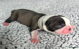 Boston Terrier dogs for sale: 🌟High Quality chunky KC Boston Terrier Puppies🌟 - Image 4