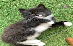 Ragdoll cats for sale: Beautiful Rag-doll cross Siberian kittens 7 weeks - Image 1