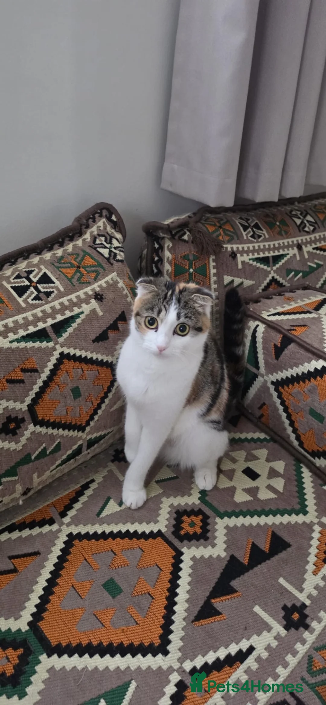 Mixed Breed cats for sale: 🐱 Beautiful 10-month-Old Calico Scottish Fold Cat - Advert 2