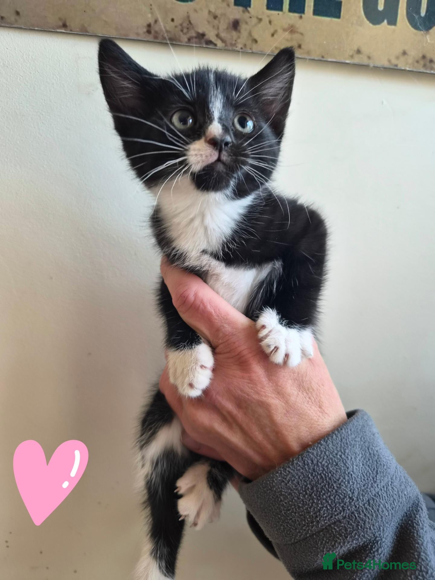 Mixed Breed cats Black and white house kittens M/F avaliable  - Advert 7
