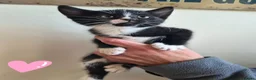 Mixed Breed cats for sale: Black and white house kittens M/F avaliable  - Advert 1