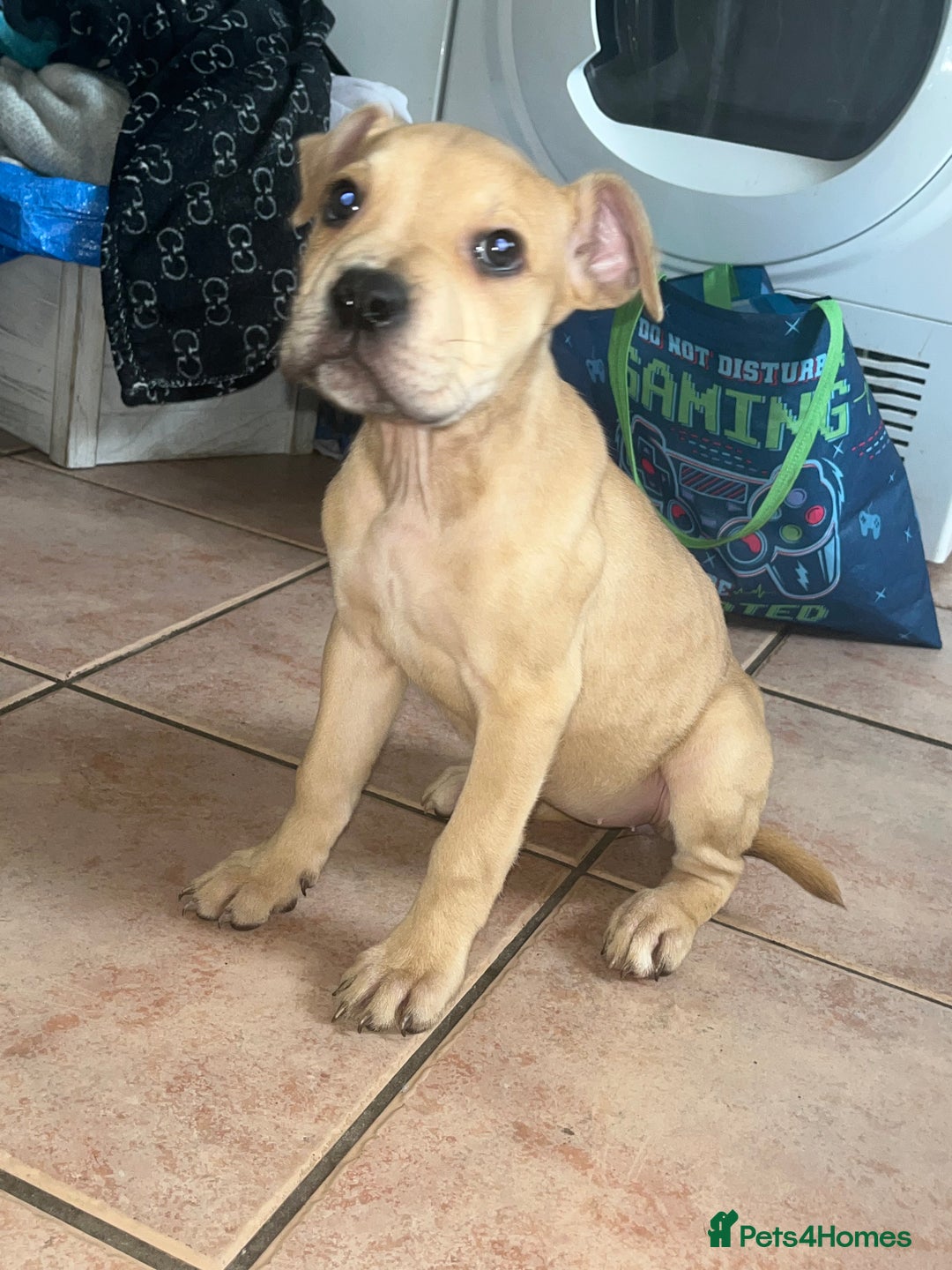 American Bull Staffy dogs for sale: 2 Female American bull x staff puppies left - Image 22