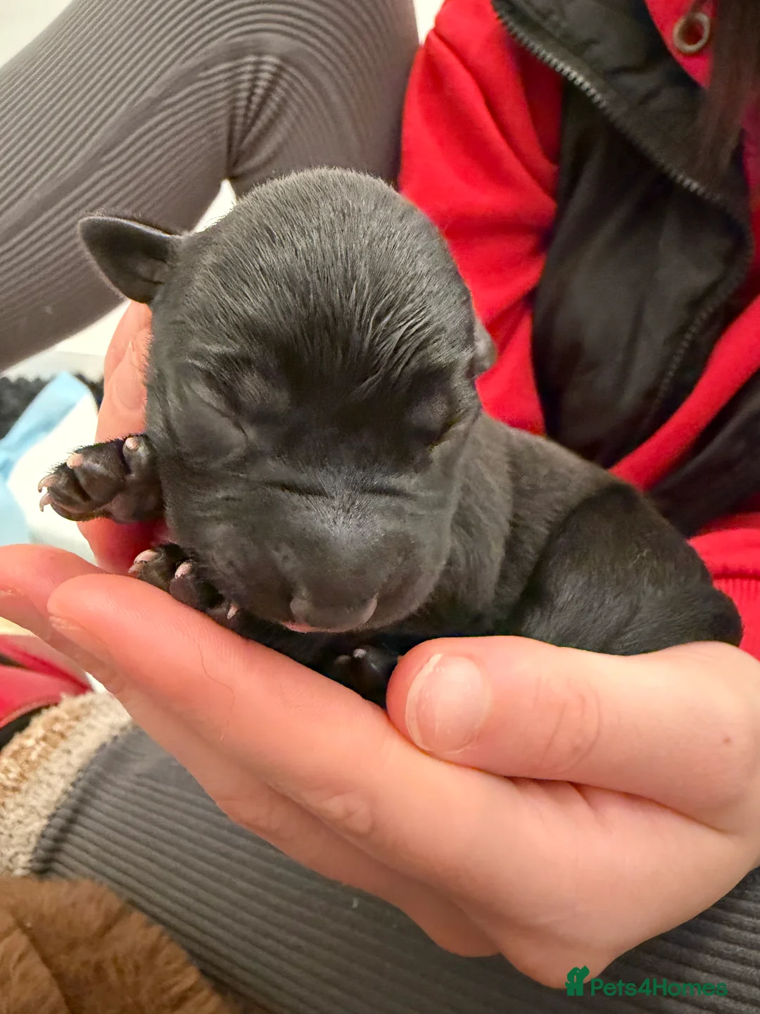 Mixed Breed dogs for sale: 🐾🖤 BELGIAN MALINOIS × BLUE LABRADOR PUPPIES 🖤🐾 - Advert 2