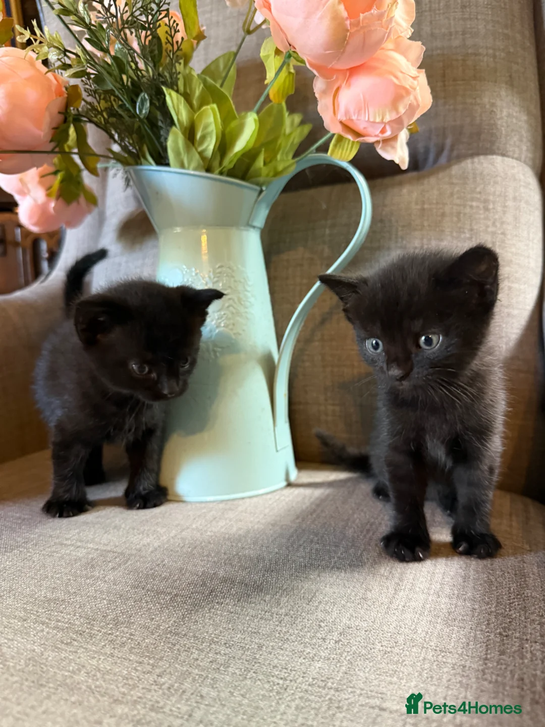 Mixed Breed cats for sale: Adorable Kittens Looking for Their Forever Homes!  - Advert 6