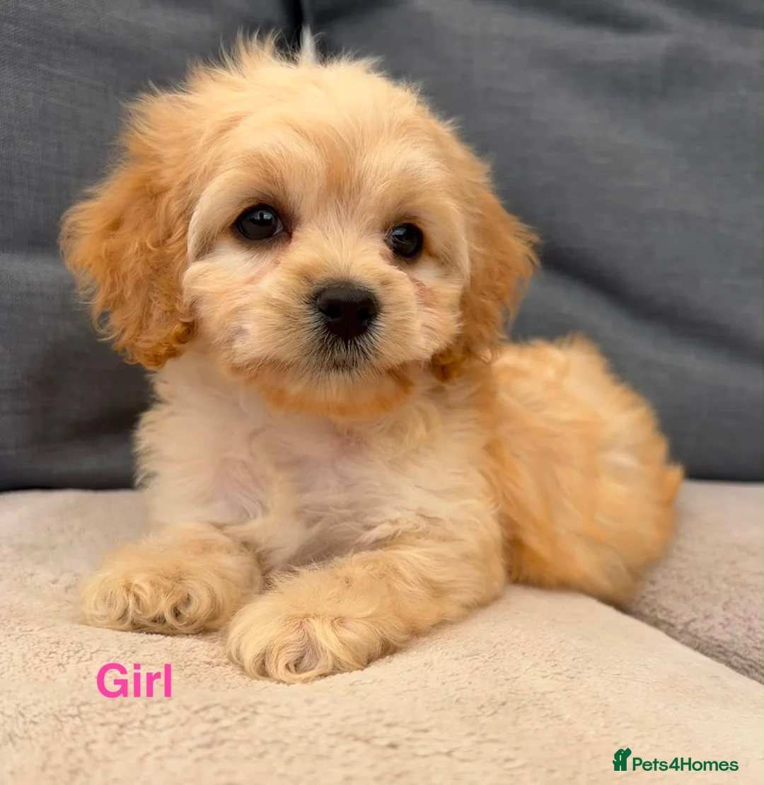 Cockapoo dogs for sale: Stunning cockerpoo puppies !! - Advert 2