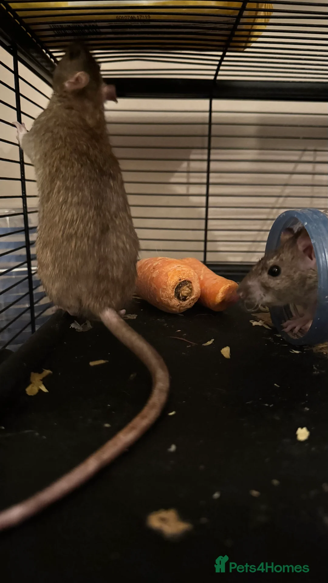 Rat rodents for sale: Two female rats for sale with cage  - Advert 7