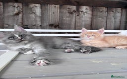 Maine Coon cats for sale: 🌟🌟Beautiful Maine Coon kittens 🌟🌟 - Image 28