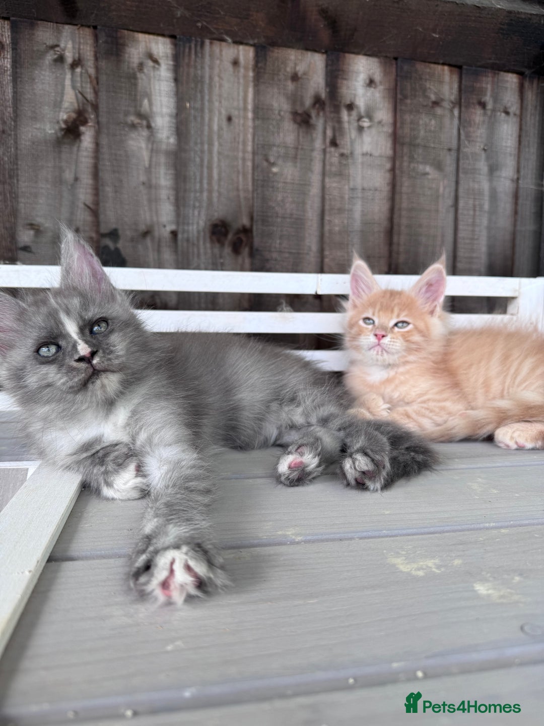 Maine Coon cats for sale: 🌟🌟Beautiful Maine Coon kittens 🌟🌟 - Image 28