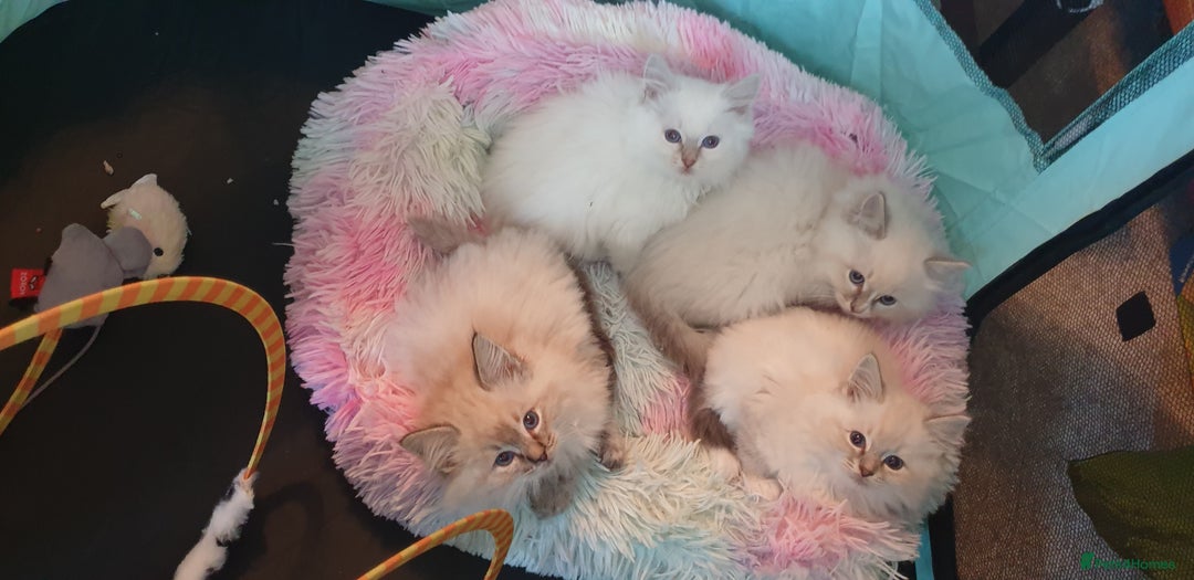 Ragdoll cats for sale: Absolutely Stunning GCCF Registered Kittens. - Advert 2