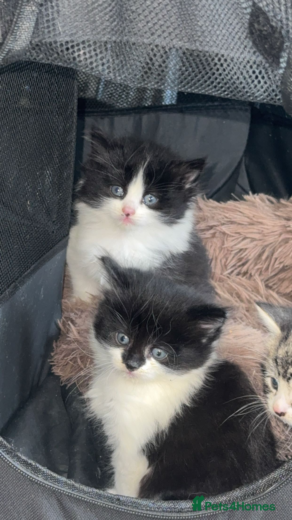 Mixed Breed cats Black and white kittens  in Bradford - Advert 11