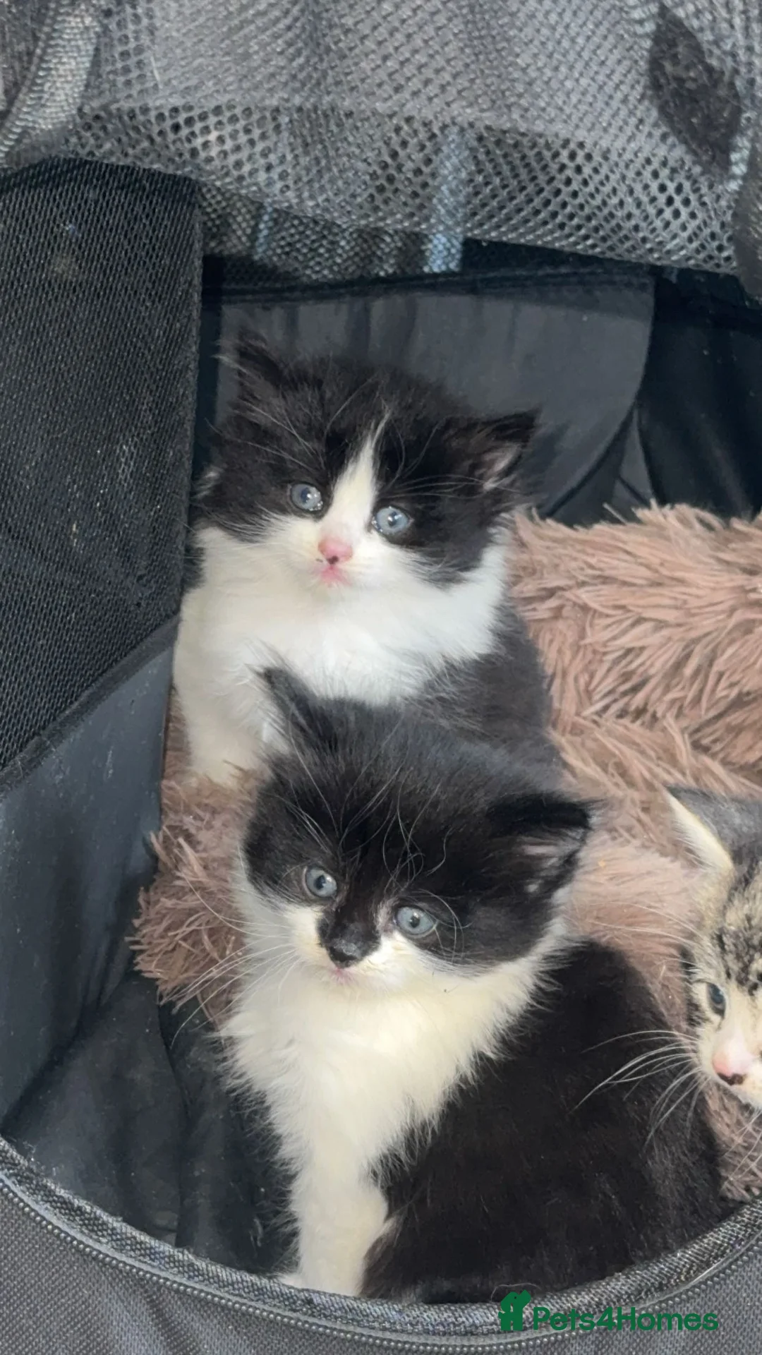 Mixed Breed cats for sale: Black and white kittens  in Bradford - Advert 1