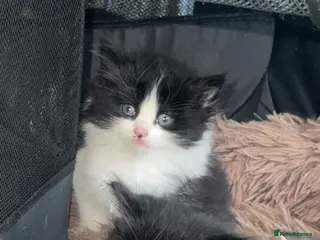 Mixed Breed cats Black and white kittens in Bradford - Advert 11
